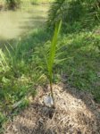 Dypsis onilahensis