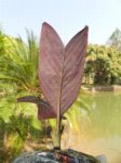 Pinanga veitchii