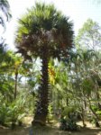 Borassus flabellifer 