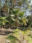 Copernicia fallaensis 