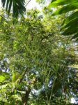 Chamaedorea plumosa�