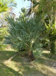 Serenoa rupens blue form 