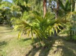 Sabal minor var. riverside 