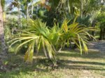 Sabal minor var. riverside 