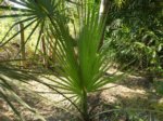 Sabal minor 