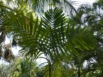 Areca hutchinsoniana 