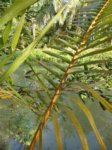 Cocos nucifera var. 'Si suk' = Couleur fonc�e