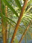 Cocos nucifera var. 'Si suk' = Couleur fonc�e