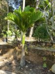 Areca catechu dwarf 'Esan'