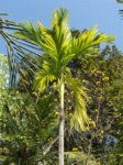 Areca catechu fruits allong�s