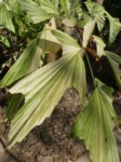 Caryota mitis variegata