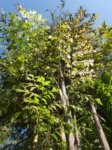 Caryota mitis variegata