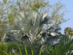 Bismarckia nobilis silver-blue� 