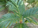Areca vestiaria 'orange leaf form' solitaire