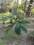 Areca guppyana 