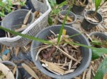 Copernicia glabrescens