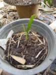 Copernicia glabrescens
