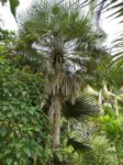 Copernicia prunifera 'gras'�