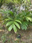 Areca guppyana 