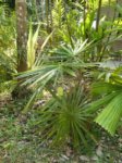 Coccothrinax crinita longs p�tioles
