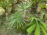Coccothrinax crinita longs p�tioles