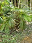 Coccothrinax crinita longs p�tioles