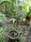 Calyptrocalyx micholitzii 