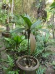 Calyptrocalyx micholitzii 