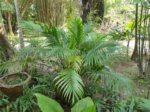 Chamaedorea seifrizii feuilles fines 