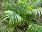 Chamaedorea seifrizii feuilles fines 