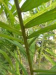 Bactris setulosa� 