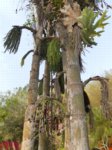Caryota mitis 
