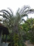 Dypsis decaryi 