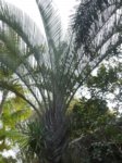 Dypsis decaryi 