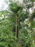 Areca macrocalyx var. mariea 