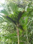 Areca macrocalyx var. mariea 