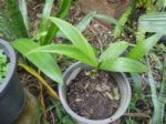 Areca ipot