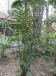 Areca triandra�