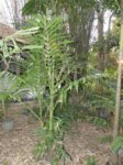 Areca triandra�