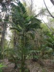 Areca triandra�