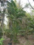 Areca triandra�