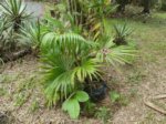 Livistona chinensis var. subglobosa