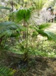 Livistona chinensis var. subglobosa