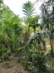 Areca catechu variegata� 