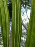 Areca catechu variegata� 