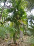 Areca montana clumping 'hybride ?'