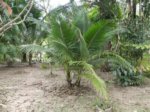 Cocos nucifera var. � 2 t�tes 