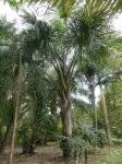 Mauritia flexuosa 