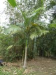 Archontophoenix alexandrae 