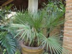 Chamaerops humilis